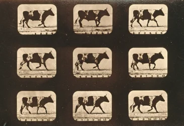 Secuencia de imágenes de un buey trotando, serie 